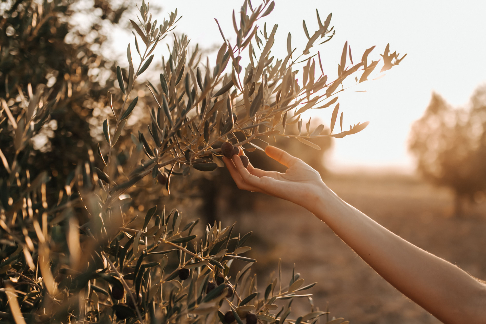 A hand gently touching an olive branch in evening sunlight