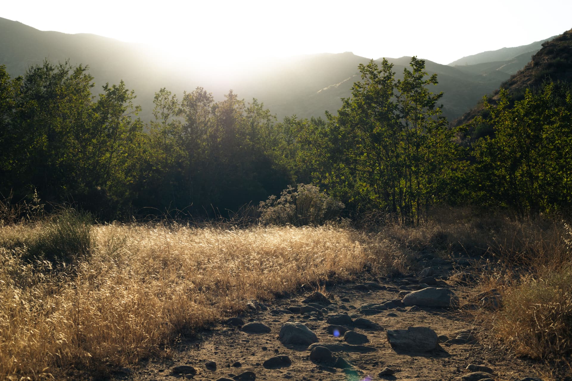 A sunlit walking path through grasses and trees towards the hills