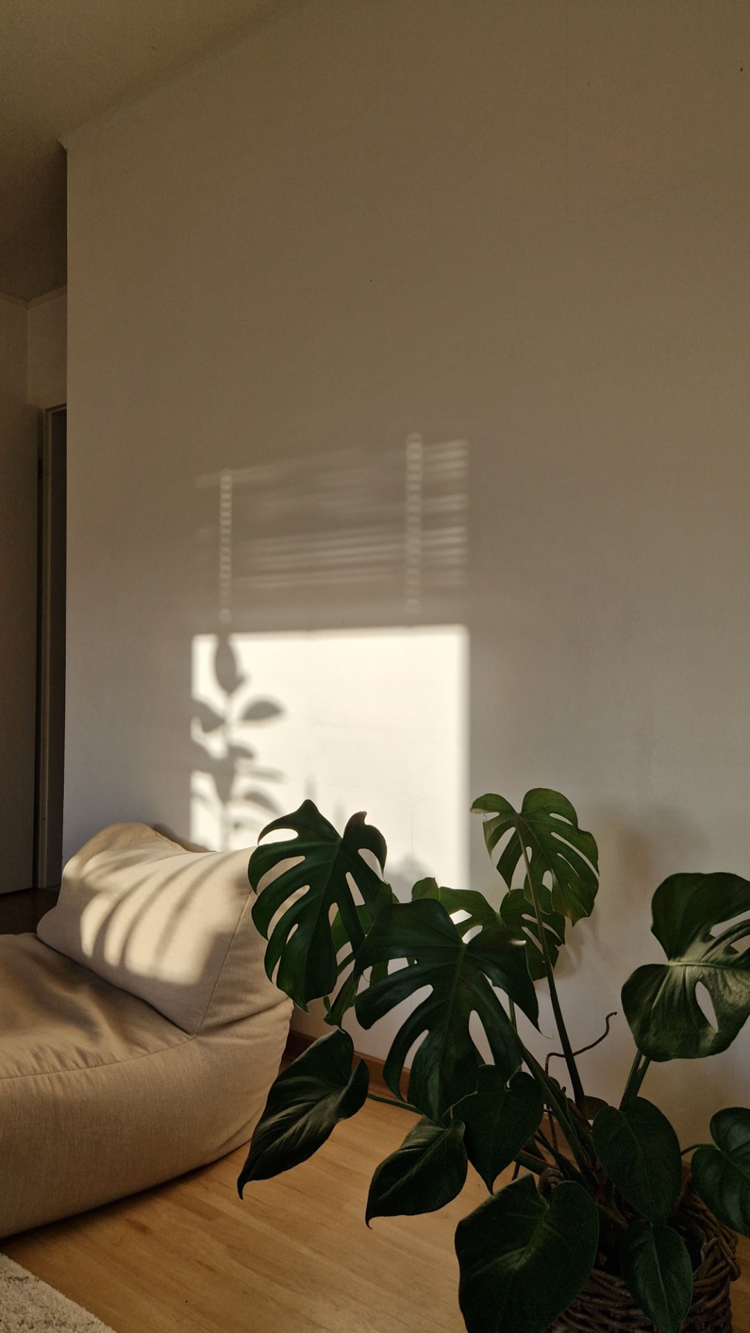 A familiar living room with a sofa and houseplant in gentle sunlight